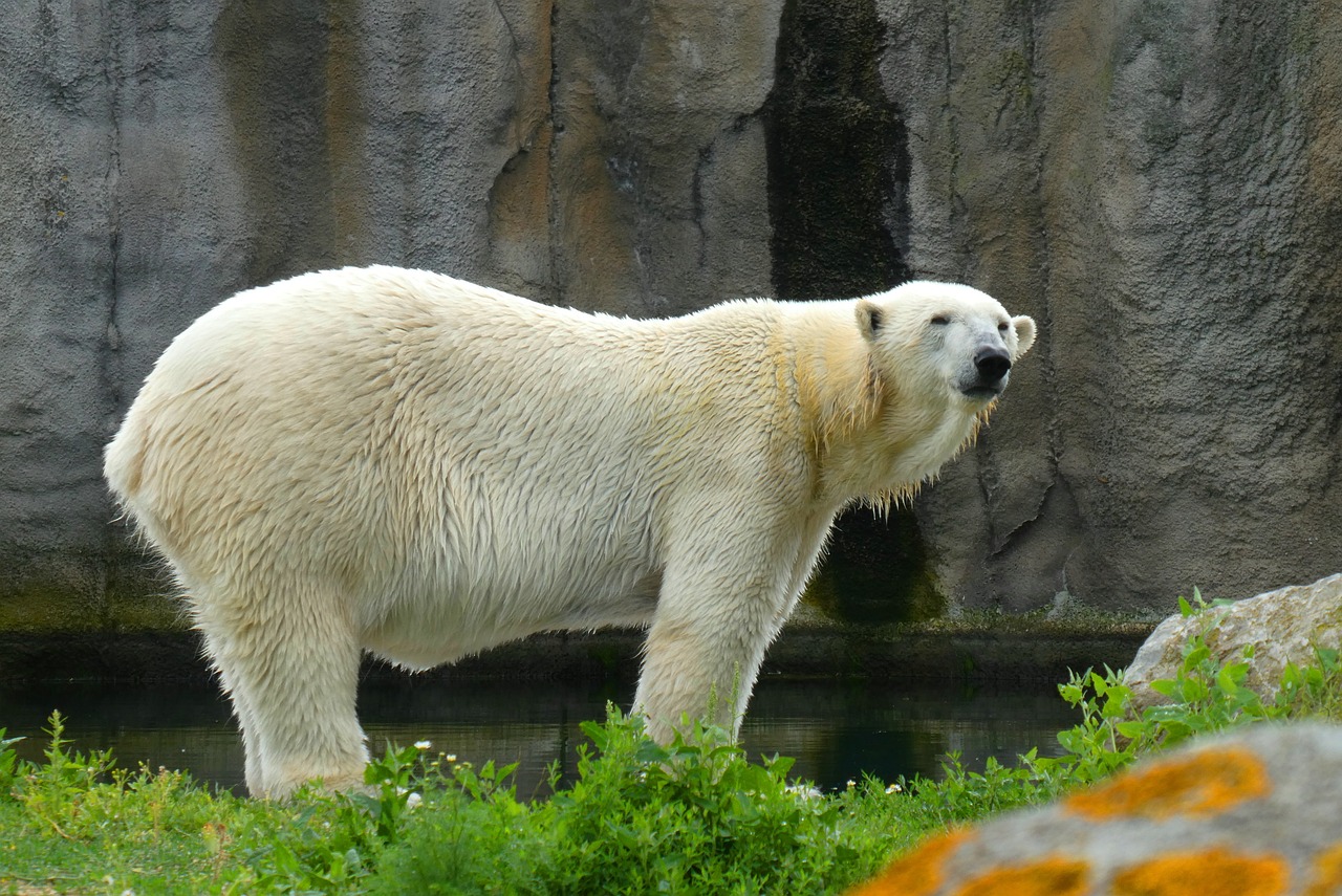 polar bear 4354810 1280