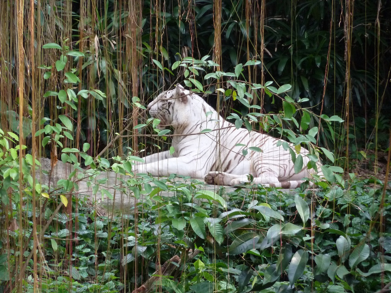 singapore zoo 934448 1280