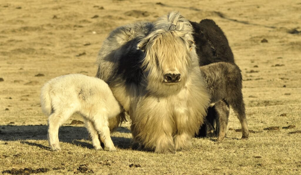 Hustai National Park