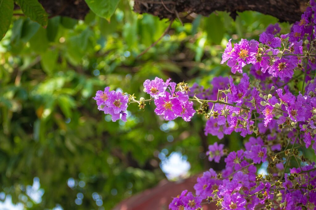 melastomataceae 4908368 1280