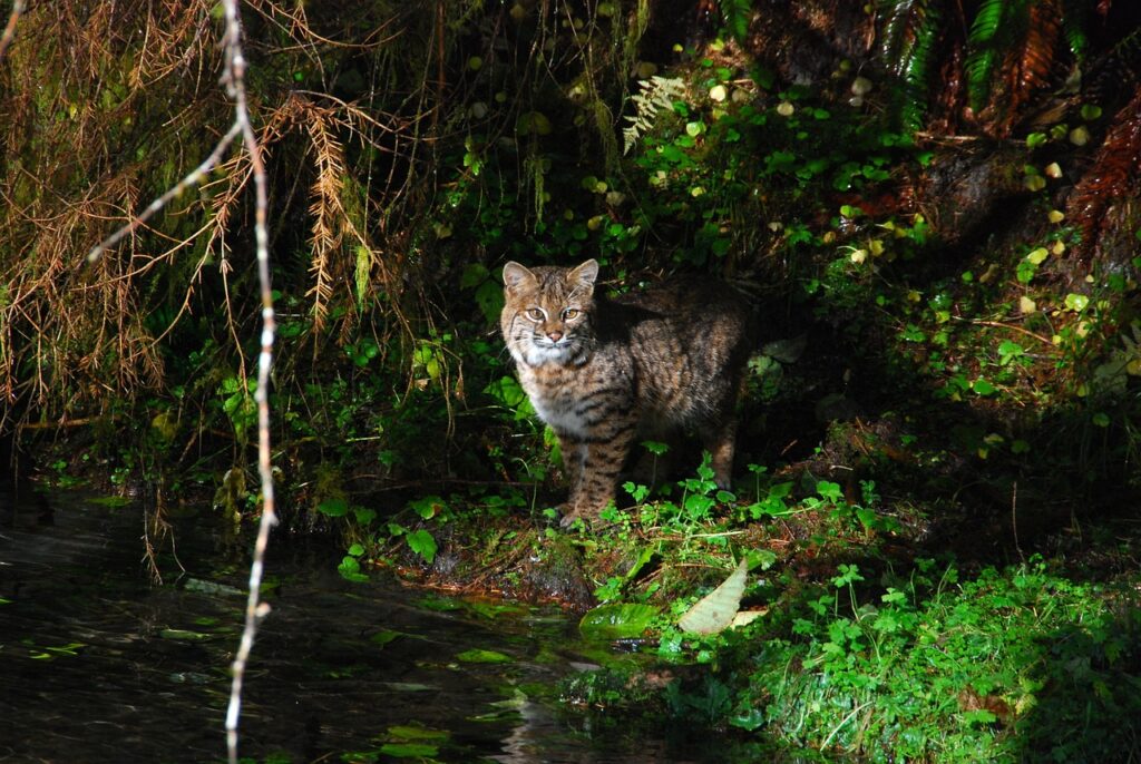 Olympic National Park, Washington